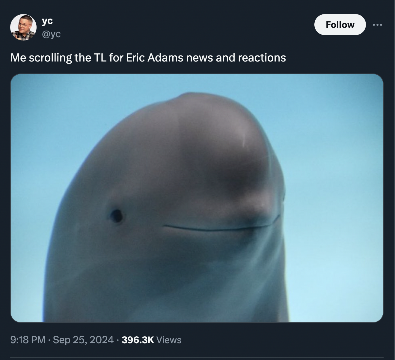 beluga whale - Me scrolling the Tl for Eric Adams news and reactions Views